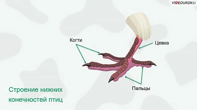 Кожные железы у птиц. Цевка у птиц. Цевка нога птицы. Строение цевка у птиц. Роговые чешуйки на ногах у птиц.