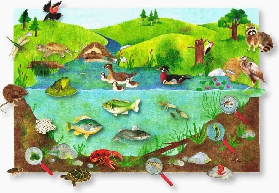 Природное сообщество лес луг озеро. Обитатели экосистемы для детей. Обитатели водоемов для дошкольников. Среды обитания животных. Экосистема водоема.