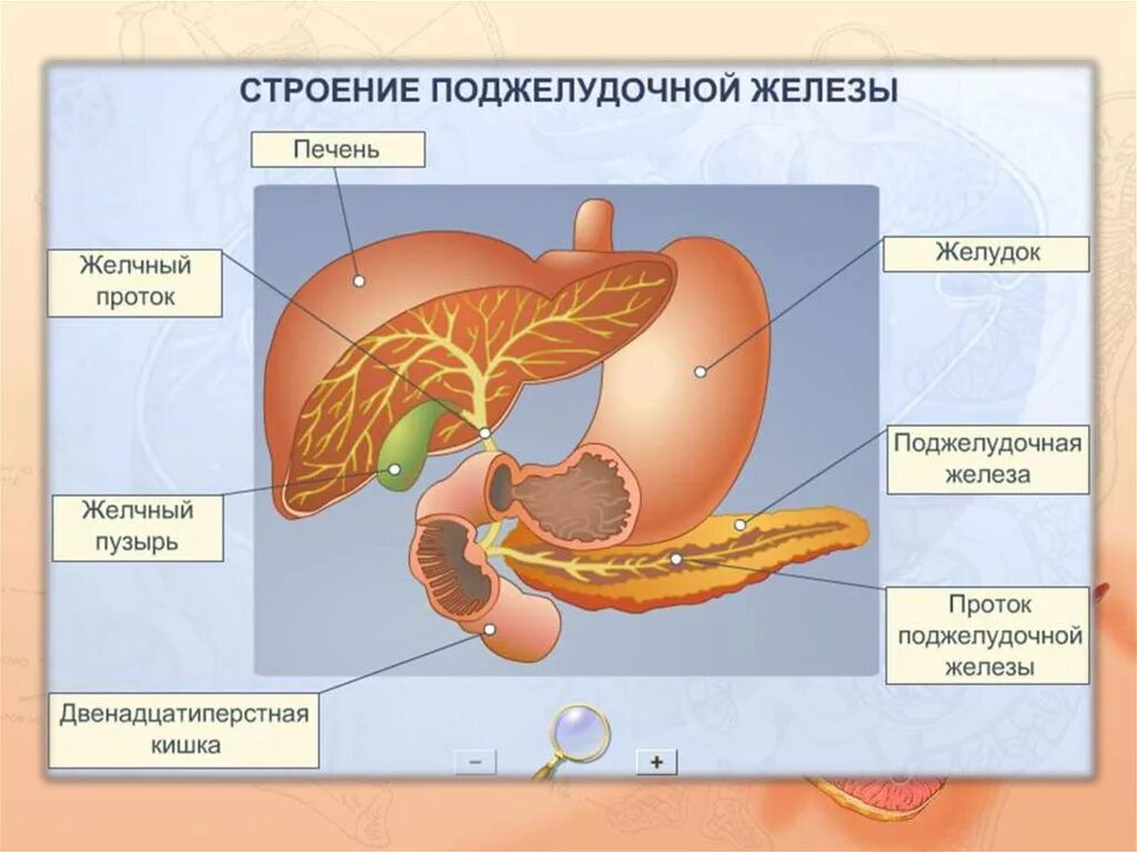 Печень является железой. Строение желудка печень желчный пузырь поджелудочная железа. Поджелудочная железа желчный пузырь анатомия. Печень желчный пузырь поджелудочная железа анатомия. Строение желчного пузыря и поджелудочной железы.