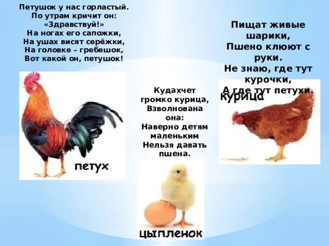 Петух кукарекает по утрам. Курица петух кукарекает. Петух кричит. Во сколько кричат петухи. Петухи интересные.