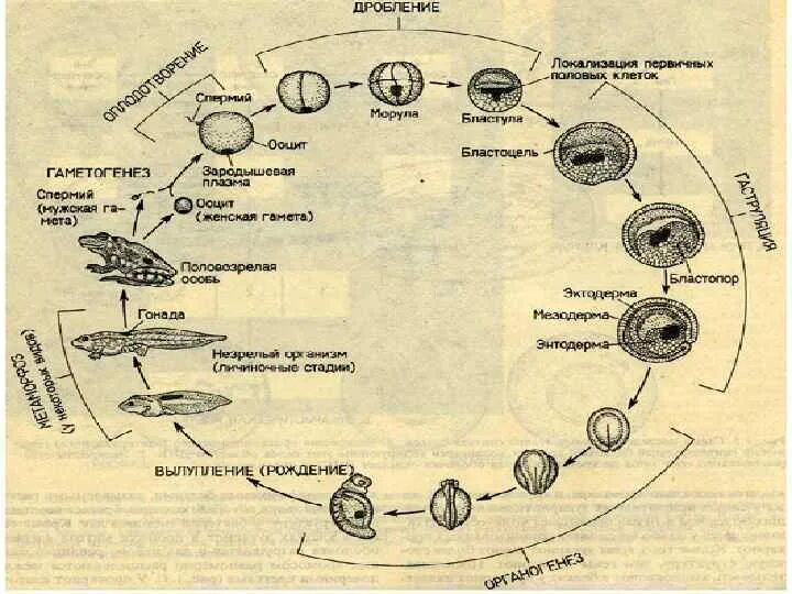 Онтогенез какой период. Периоды онтогенеза схема. Этапы онтогенеза схема. Процесс онтогенеза схема. Этапы онтогенеза животных.