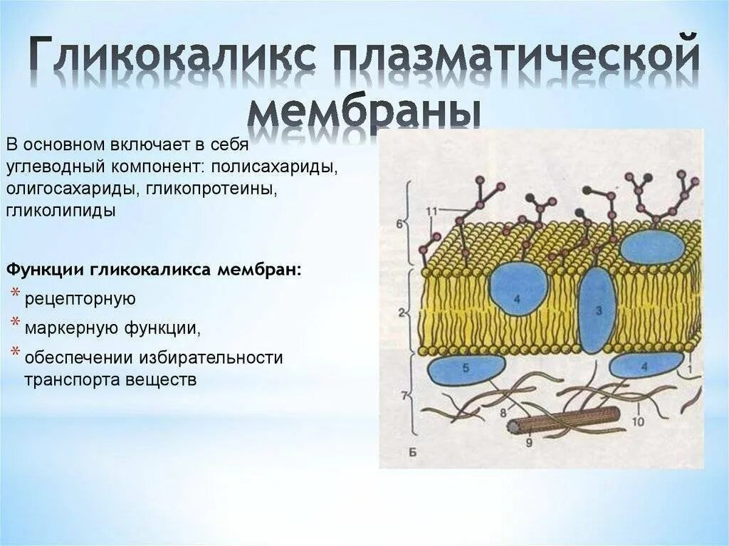 Эукариотическая клетка плазматическая мембрана. Биологической мембраны гликокаликс. Строение мембраны клетки гликокаликс. Плазматическая мембрана гликокаликс. Структура клетки плазматическая мембрана.