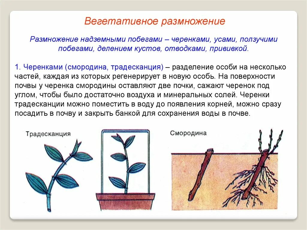 Какие органы можно использовать для черенкования