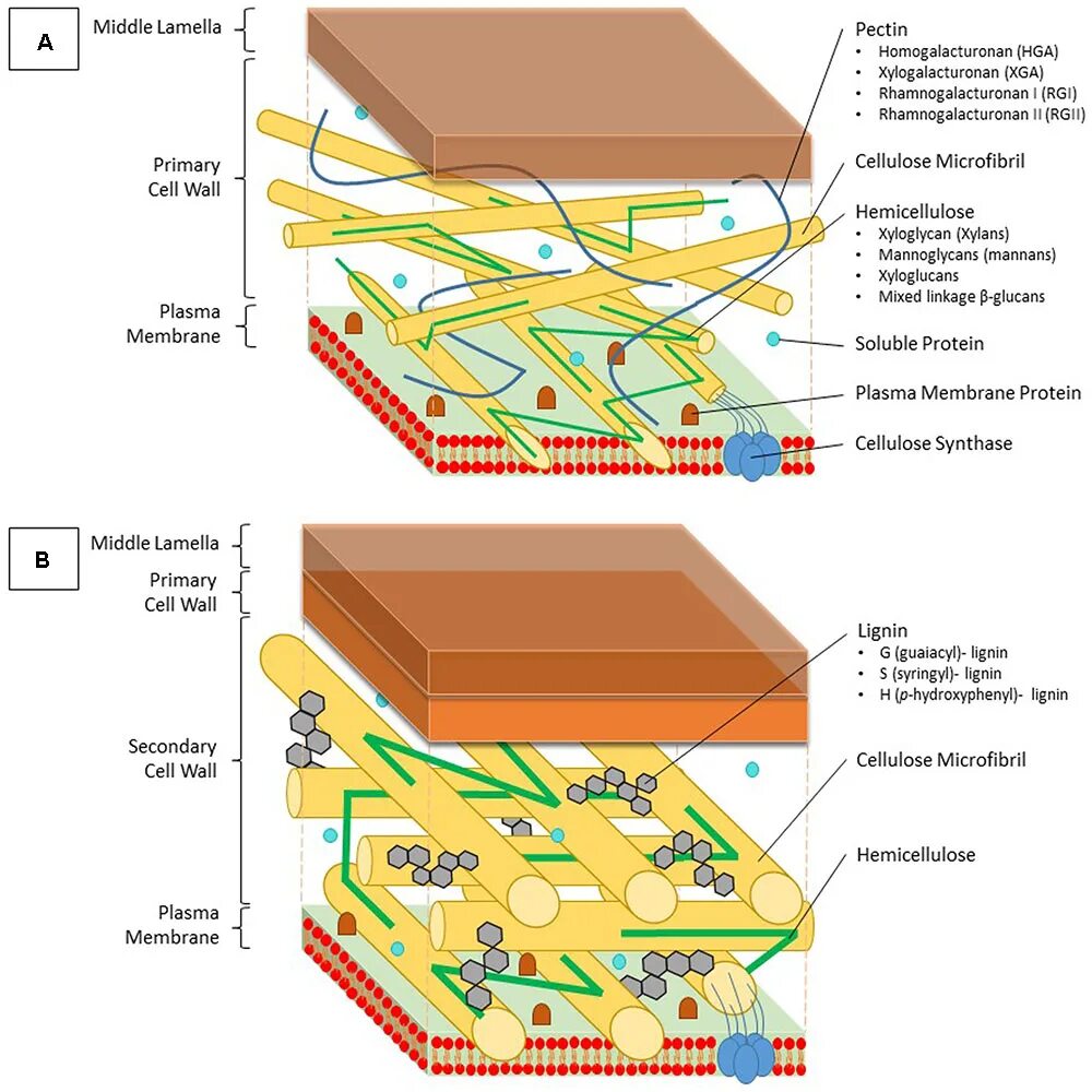 Клеточная стенка. Первичная и вторичная клеточная стенка. Plant Cell Wall structure. Лигнин в клеточной стенке растений.