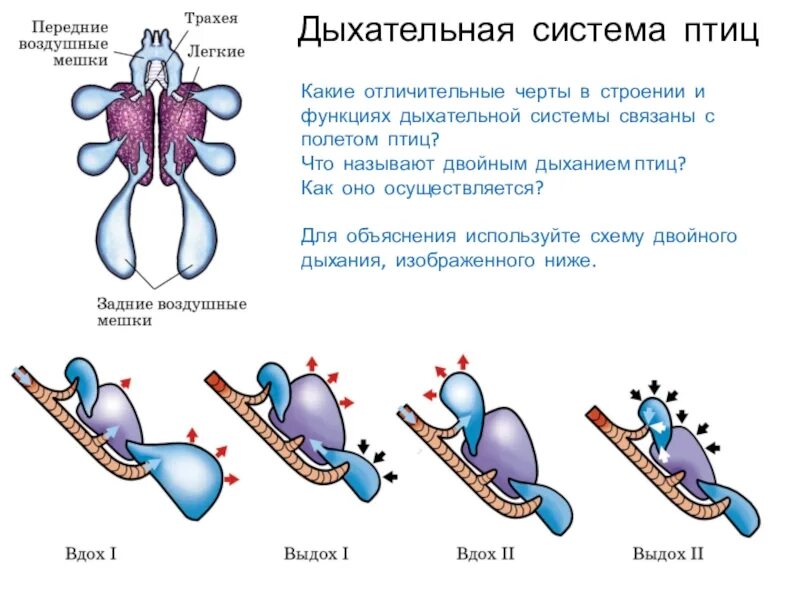 Какую функцию выполняют воздушные мешки у птиц. Процесс двойного дыхания у птиц. схема двойного дыхания у птиц. строение дыхательной системы птиц. система органов дыхания птиц схема.