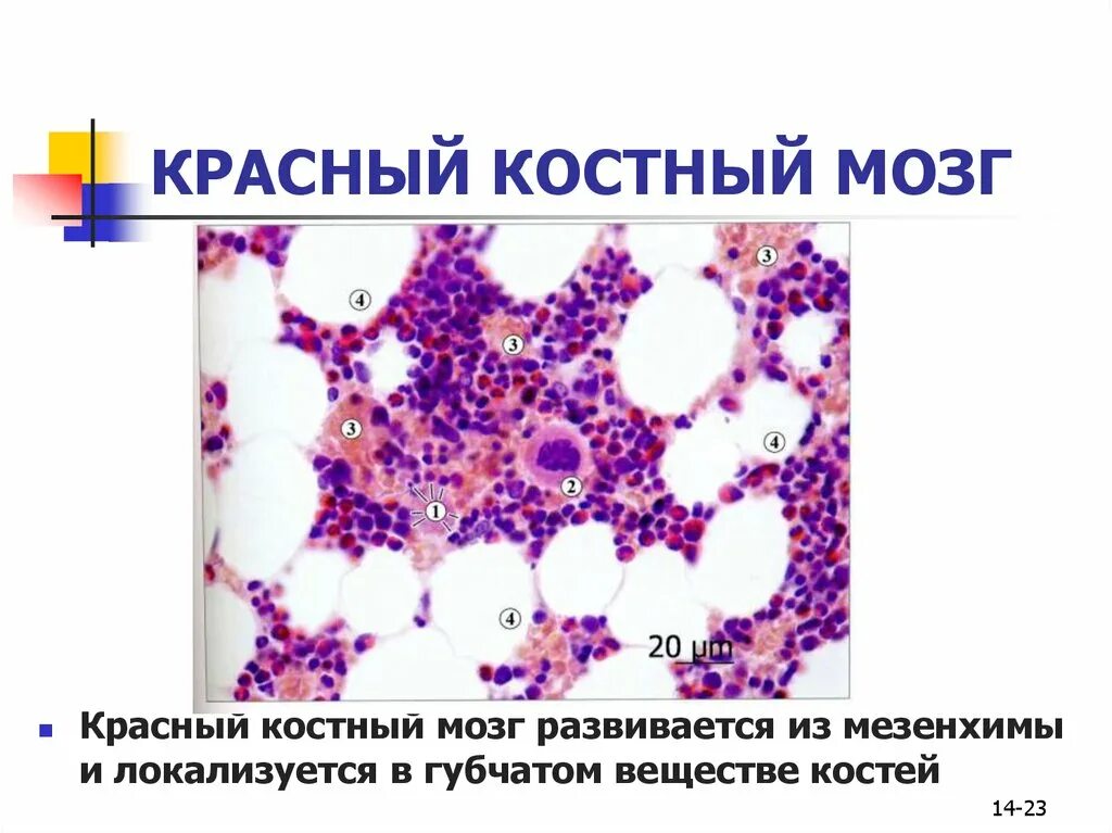 Миелоидная ткань красного костного мозга. Красный костный мозг гистопрепарат. Красный костный мозг препарат строение. Срез красного костного мозга препарат.