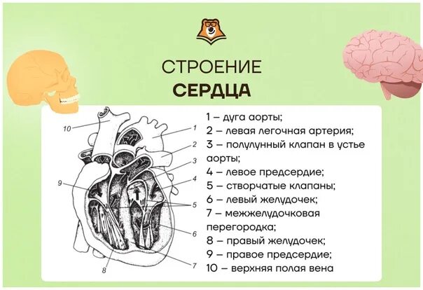 Строение сердца. Строение сердца биология. Строение сердца ОГЭ биология. Строение сердца человека ОГЭ. Задания огэ биология человек