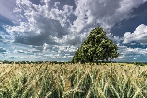 Есть у поля колосок