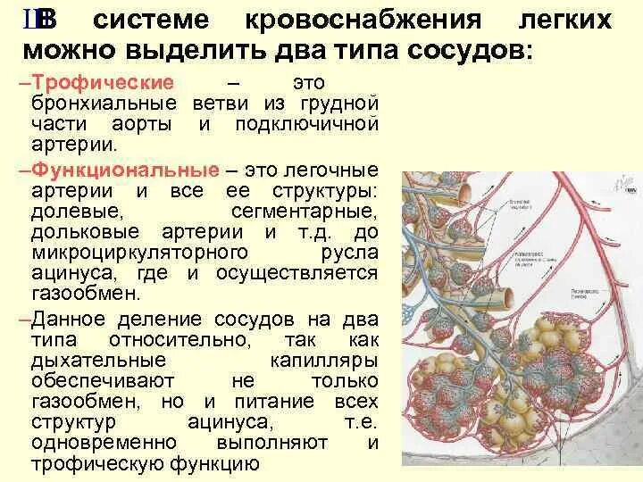 Кровоснабжение легких. Кровоснабжение легких схема. Кровоснабжение легких анатомия. Легкие кровоснабжаются артерии.