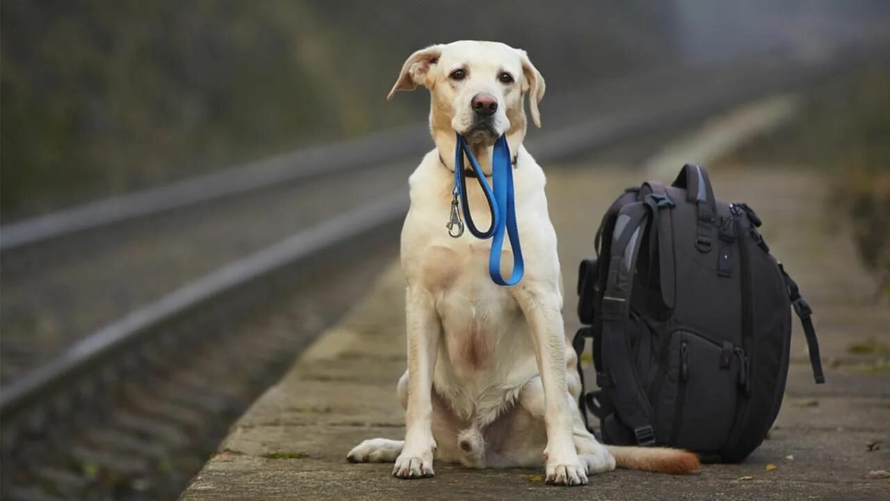 Help jiuyue retrieve the lost backpack