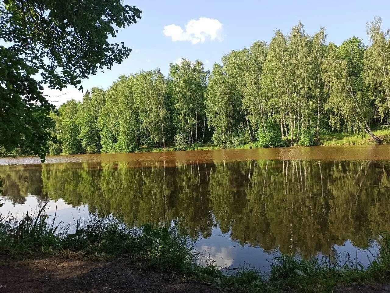 Золотой бережок. Пруд. Ясным утром на тихом пруде. Ясным утром на тихом пруде резво ласточки. Тихий пруд.