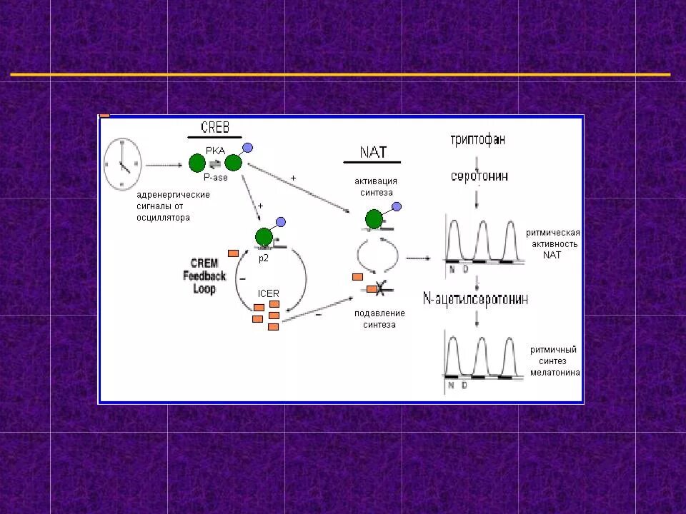 Синтез мелатонина. Мелатонин регуляция биоритмов. Мелатонин Синтез регуляция. Циркадианный ритм регуляции. Мультиосцилляторная модель биоритмов.