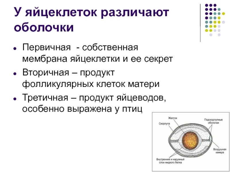 Появление яйцевых оболочек. Функции структур яйцеклетки. Яйцеклетка строение клетки и ее оболочек. Схема строения яйцеклетки. Функции оболочек яйцеклетки.