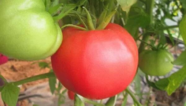 сорт томат непасынкующийся. семена низкорослых томатов для открытого грунта. низкорослые сорта томатов f1. томаты жёлтые сорта низкорослые. томат оранжевый слон.