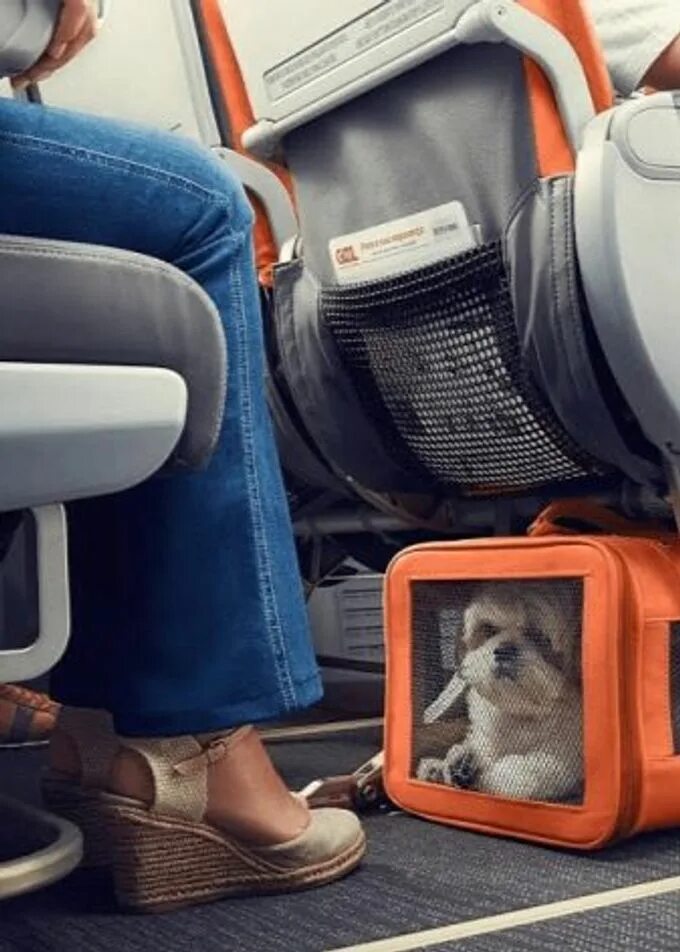 Размеры переноски для кошек в самолете Аэрофлот. Кошка в переноске. Переноска для кошек в самолет в салон. Переноски для самолета для собак в салон. Можно перевозить собаку в автобусе