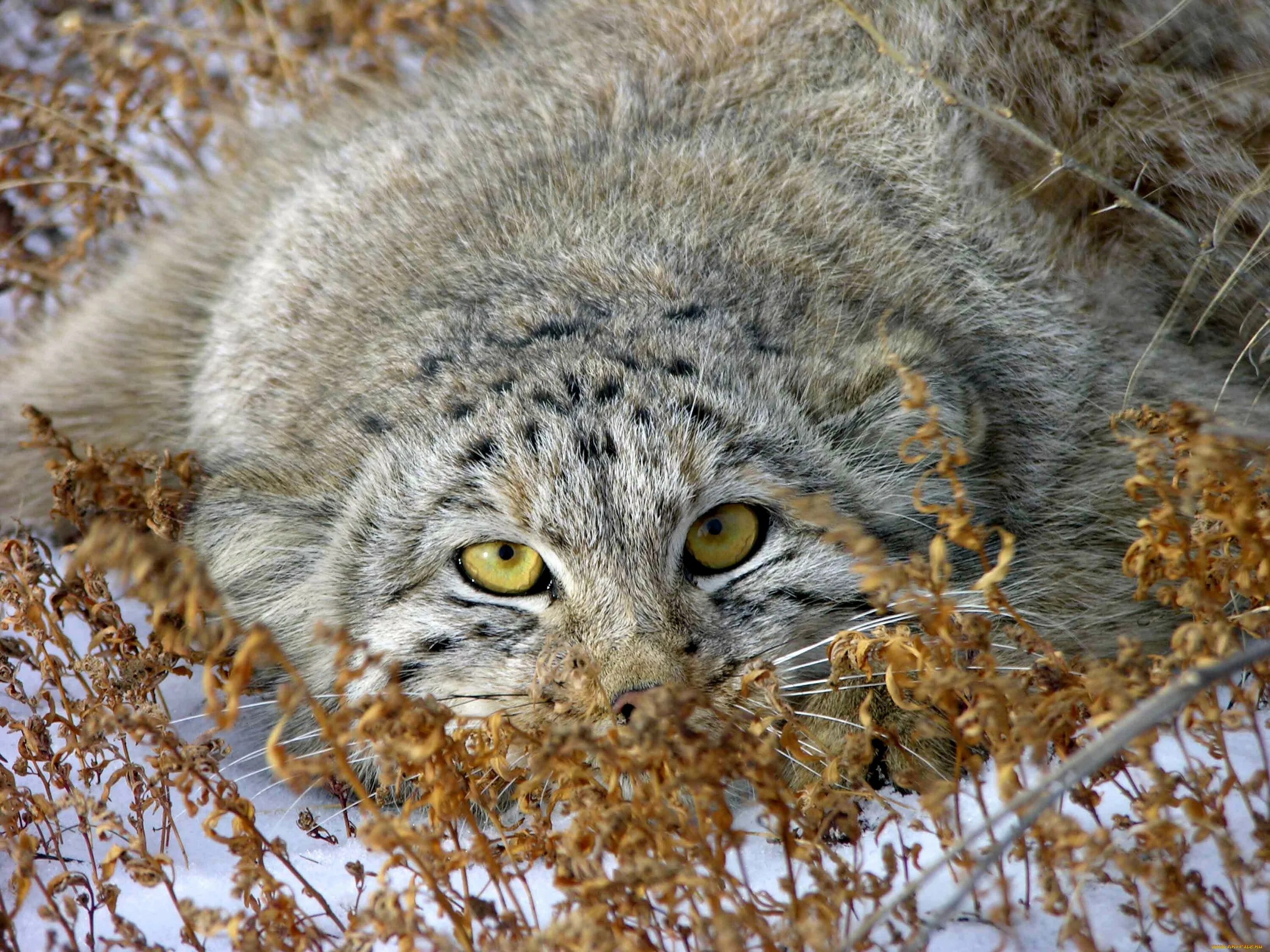 Кот Манул. Манул Забайкальский дикий кот. Манул Otocolobus manul. Манул (палласов кот). Какая плотность шерсти сибирского манула