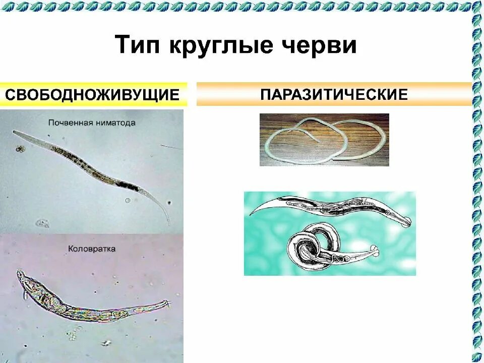 Нервная система червей паразитов. Тип круглые черви класс нематоды представители. свободноживущие нематоды черви. круглые черви свободноживущие и паразиты. свободоживущие и паразитические червей.