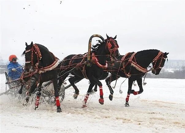 Раффиан лошадь. Лошадь 2007. Лошадь 2007. Лошадь 2007. Кармен лошадь 2007.