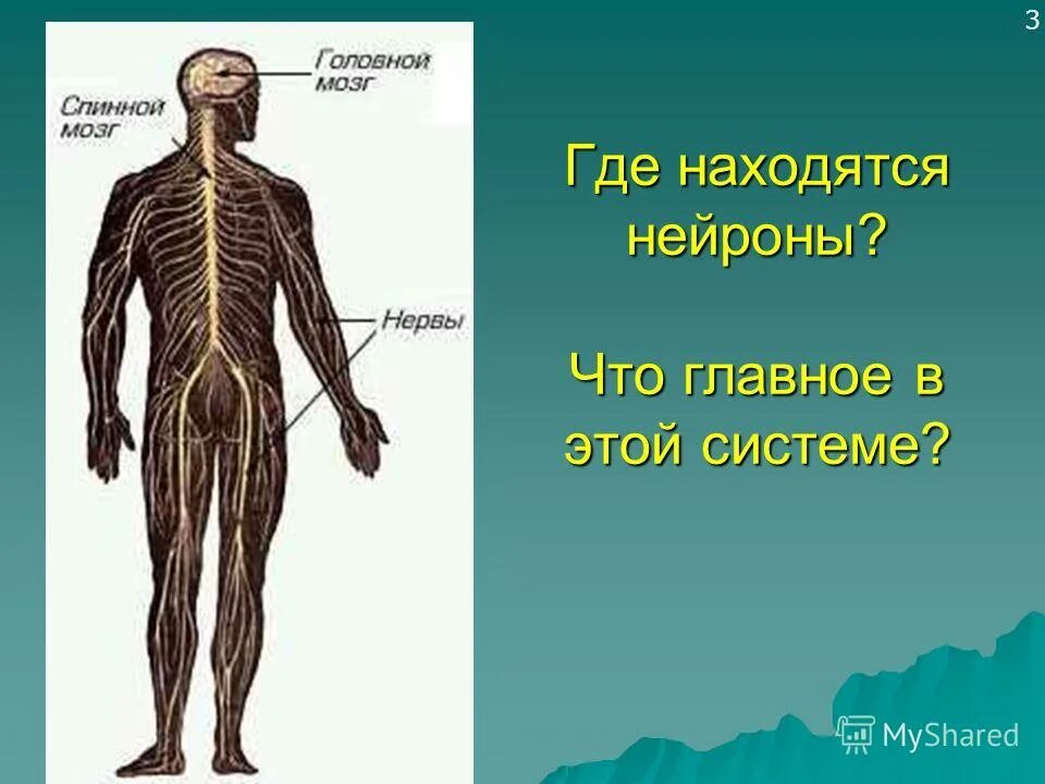 Окружающий мир 3 класс нервная система человека. Где располагаются Нейроны. Где находятся нервные клетки. Презентация на тему нервная система человека 4 класс. Нервная система человека 4 класс окружающий мир.