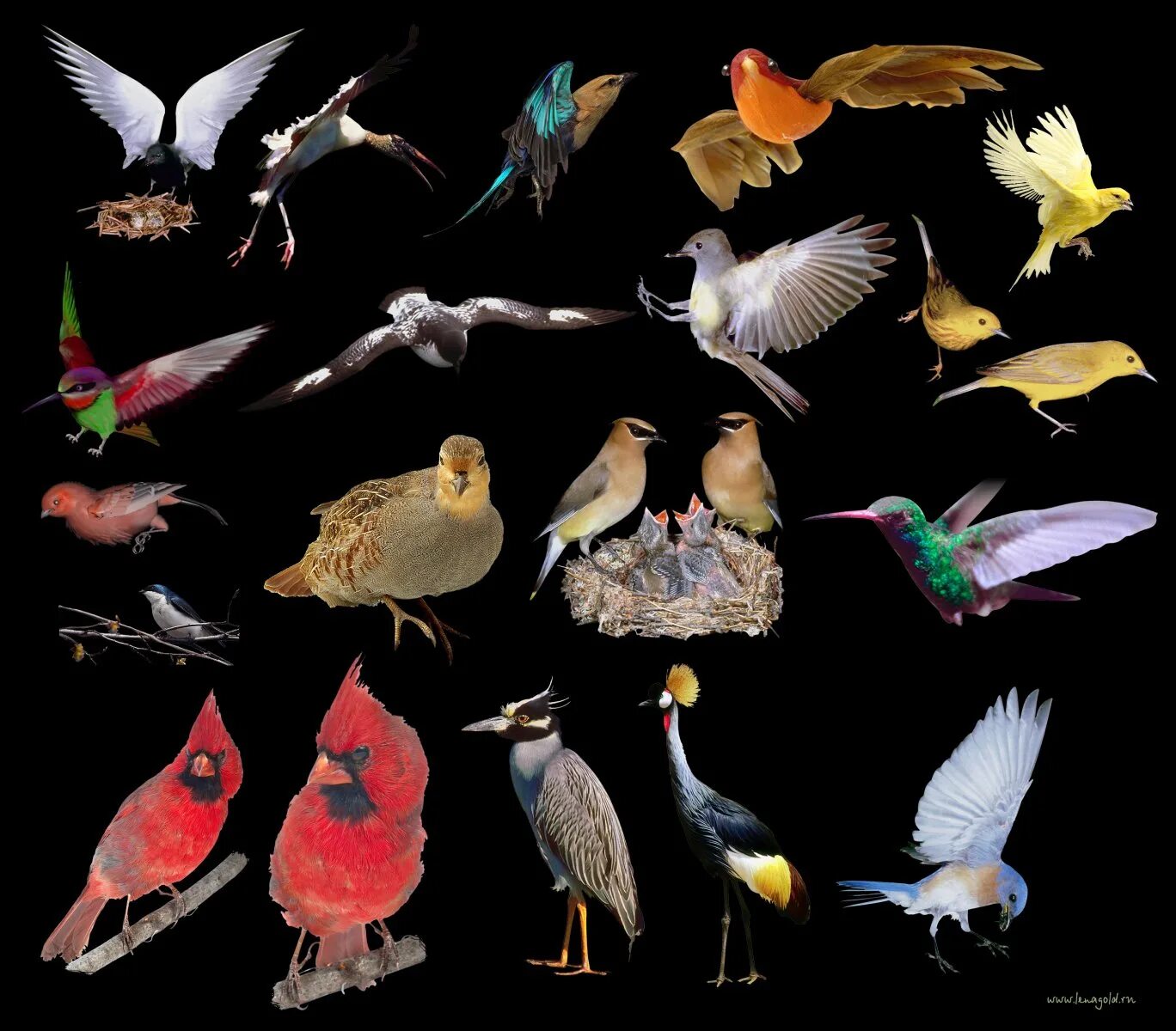 Название птиц много. Разные птицы. Много разных птиц. Птицы коллаж. Разные виды птиц.