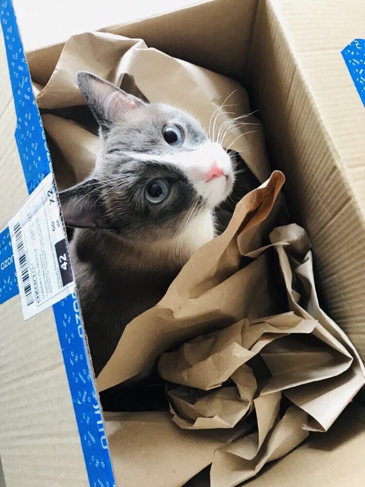 курьерская машина озон. Ozon рисунки. смешнын картинки про азон. смешные приколы про озон. рекламные слоганы озон.