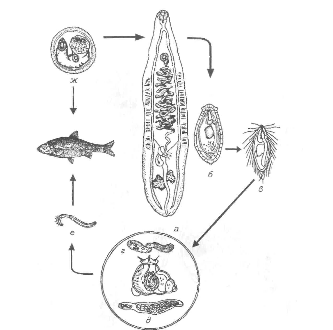 Opisthorchis felineus жизненный цикл. Кошачья двуустка жизненный цикл. Цикл развития Opisthorchis felineus. Цикл кошачьего сосальщика схема. Личиночных стадий сосальщиков