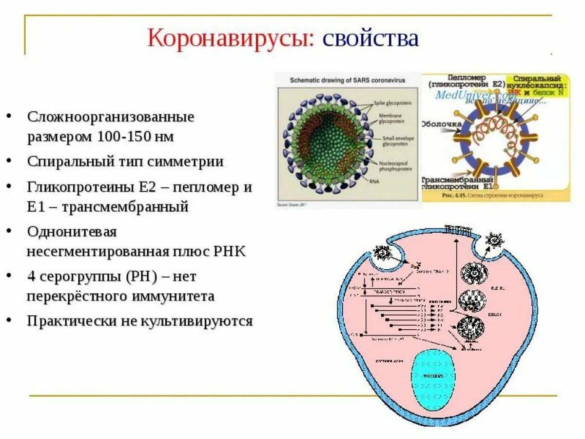 Коронавирусструктура вирус. Коронавирус строение вируса описание. Коронавирус морфология микробиология. Коронавирус строение.