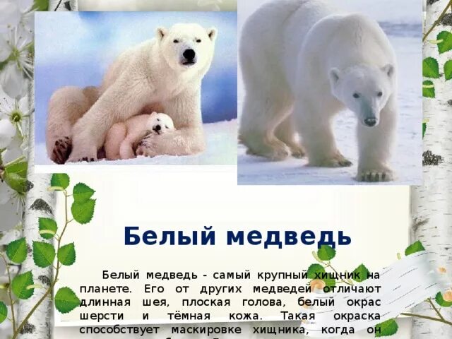 Белый медведь - скачать презентацию