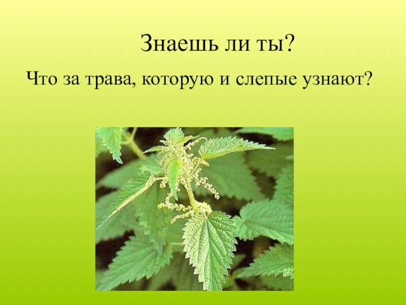 Какую траву слепой. Трава которую и слепые узнают. трава которую знают слепой. что это за трава которую и слепые узнают ответ. растения которые нельзялаже трогать.