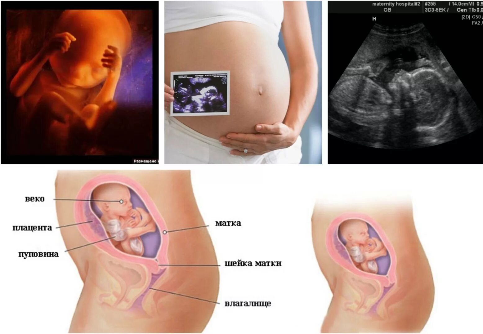20 недель триместр. Зародыш на 22 недели беременности. Ребёнок 22 неделя беременности в животе. Как выглядит 22 недельный ребенок в животе. Как выглядит зародыш 22 недели.