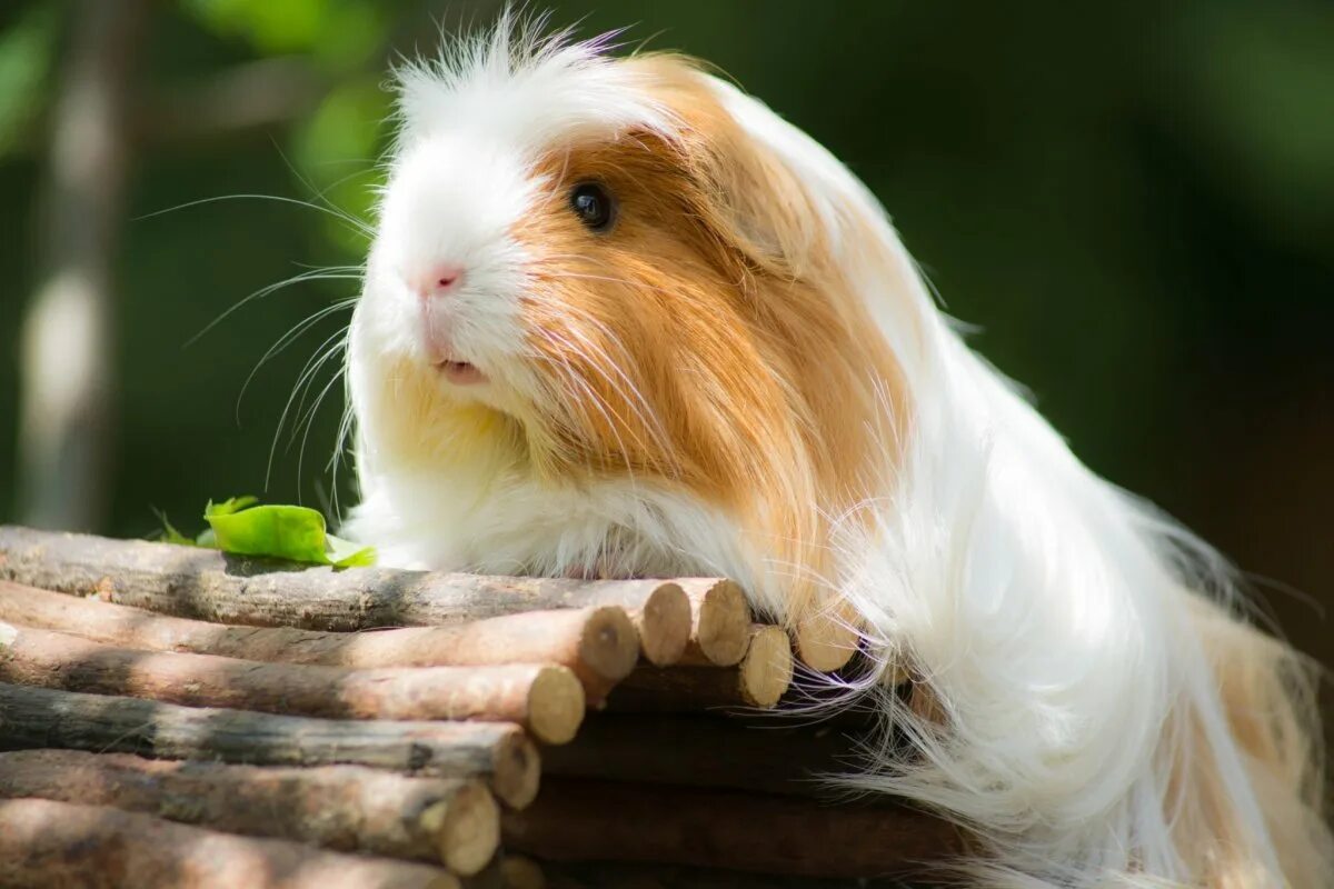 Морская свинка фото. Cavia для морских свинок. Морская Свинка длинношерстная. Морская Свинка короткошерстная. Морская Свинка альбинос.