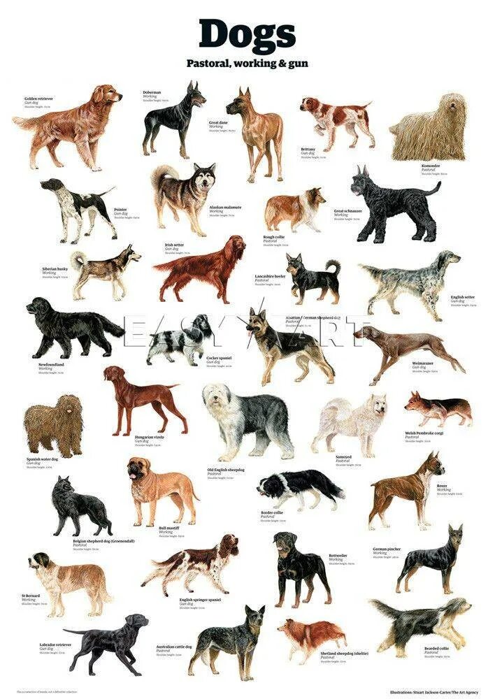 Породы собак названия. Название породистых собак. Породы собак с фотографиями и названиями. Название всех пород собак.