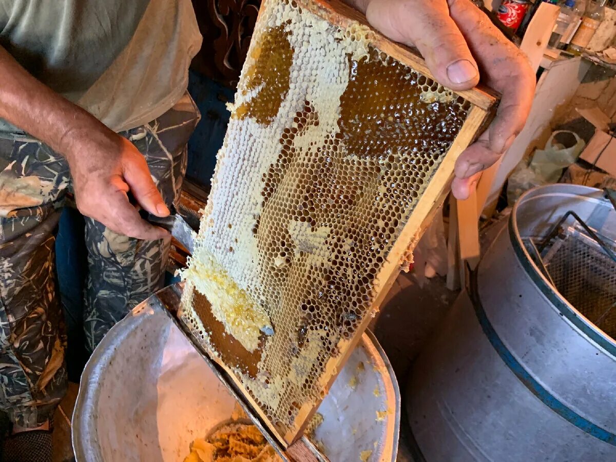 Сбор меда. Мед в сотах на пасеке. Сбор меда на пасеке. Пчеловодство собирают мёд. Мало меда на пасеке