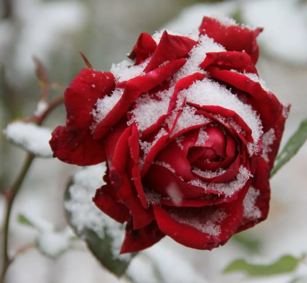 Доброе утро картинки с розами и надписями. Зимняя роза. Розы на снегу. Розы на морозе. Шикарные зимние розы.