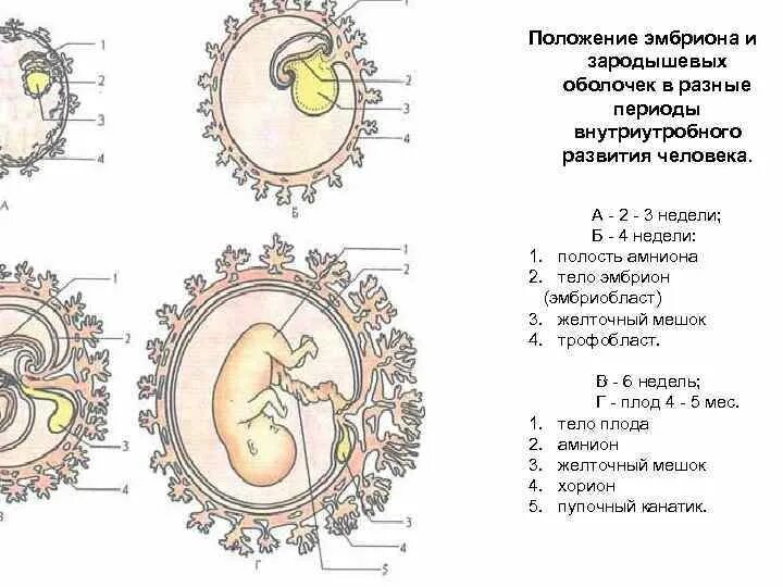 Амнион желточный мешок аллантоис хорион и плацента. Схема внутриутробного развития ребенка. Периоды развития эмбриона этапы. Зародыш эмбрион плод стадии. Появление амниона и других зародышевых оболочек