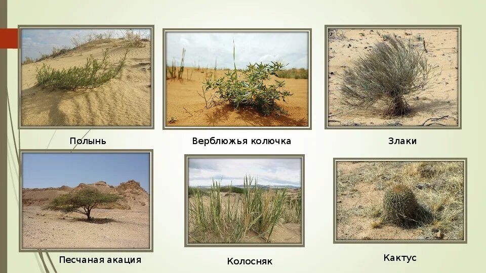 Растительный мир пустынь и полупустынь россии. Растительный мир пустынь и полупустынь в России. Растительный мир в полупустыне и пустыне в России. Пустыни и полупустыни России растения и животные. Растительный и животный мир пустынь и полупустынь в России.
