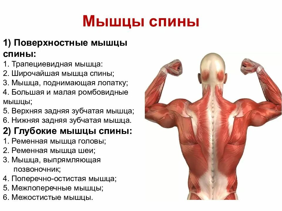 Какие мышцы наиболее развиты. Мышцы спины группы функции. Широчайшая мышца спины вид сбоку. Общая характеристика поверхностных мышц спины. Поверхностные мышцы спины функции.