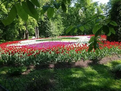 Тюльпаны зеленый остров псков