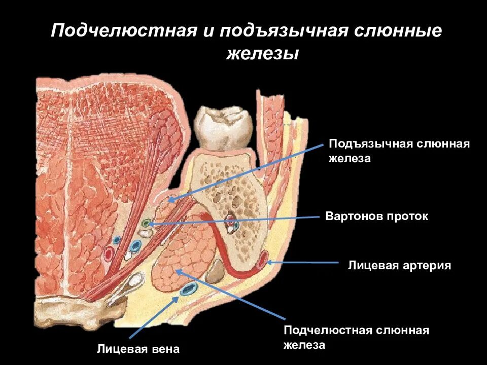 Правая околоушная железа. Околоушная слюнная железа анатомия. Проток околоушной железы анатомия. Ротовая полость анатомия слюнные железы. Выводной проток подчелюстной слюнной железы.