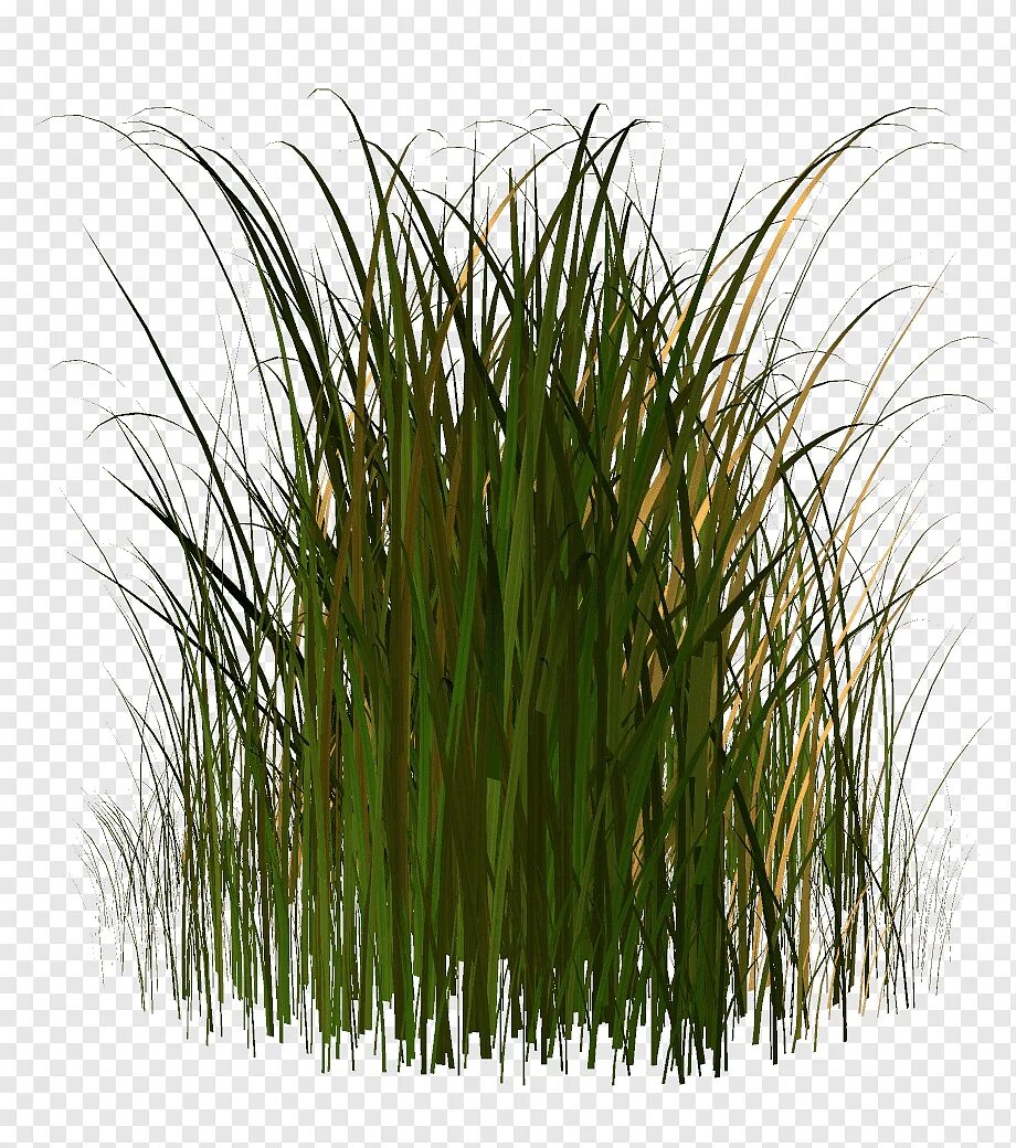 Grass plant. Осока куст. Куст травы. Кусты камыша. Растения для фотошопа на прозрачном фоне.