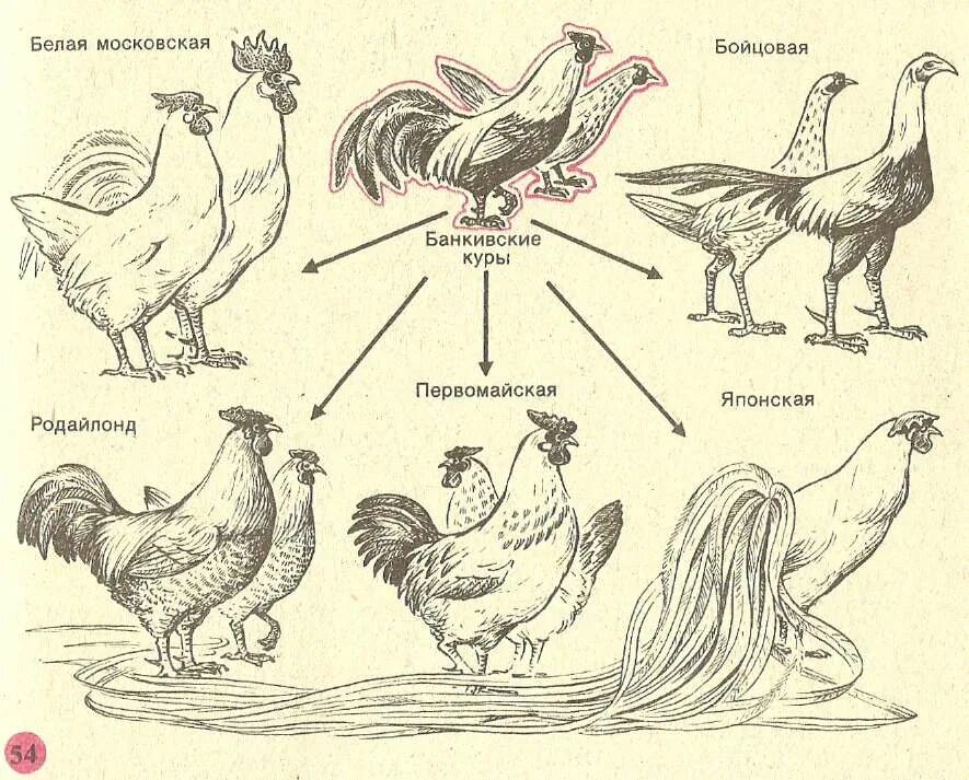 Происхождение курицы. Искусственный отбор. Искусственный отбор примеры. Селекция кур. Примеры искусственного отбораотбора.