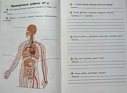 Контрольная работа структура организма человека