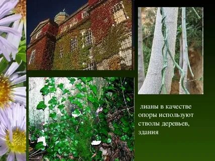 Распространение видов в природе