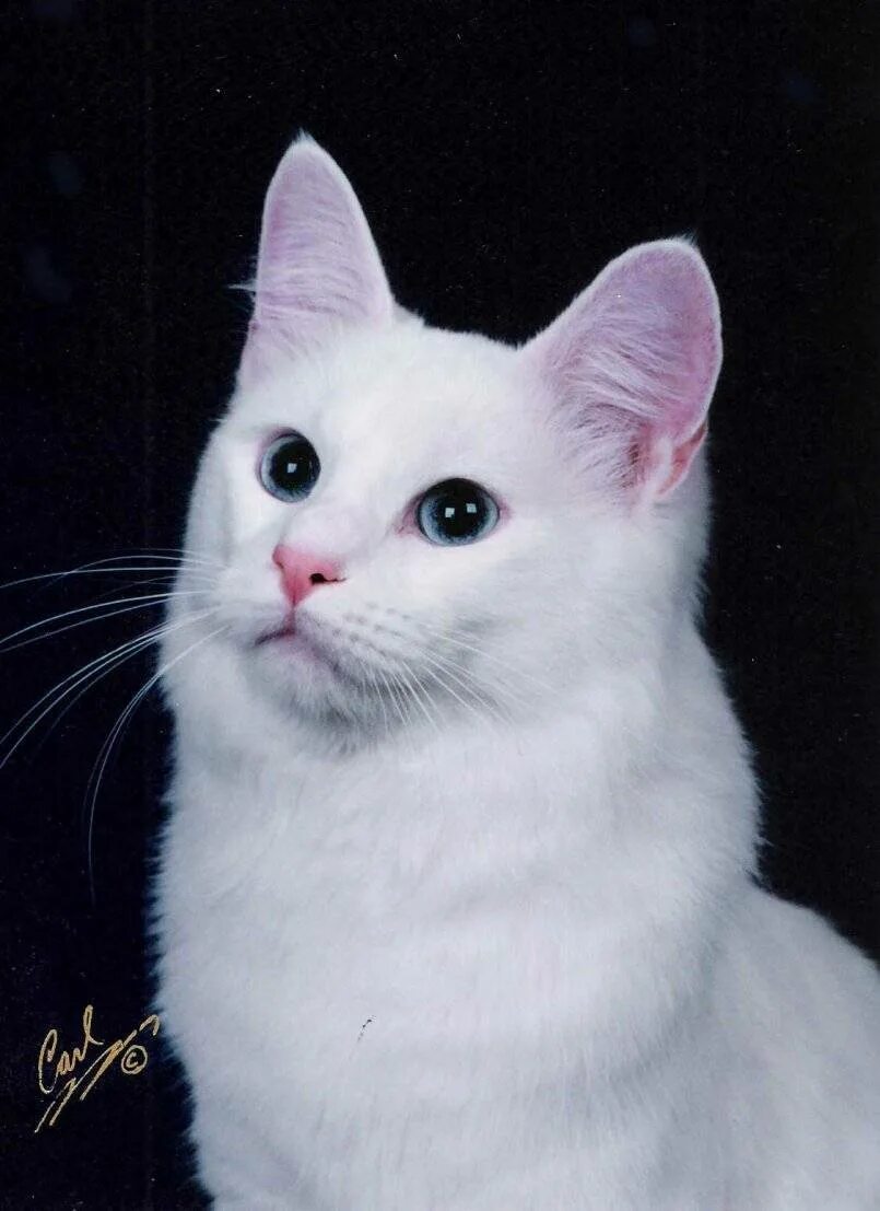 Как называется белая порода кошек. Турецкий ангорский кот белый. Ангорская кошка турецкая ангора. Турецкая ангора белая. Турецкая ангора кот белый.