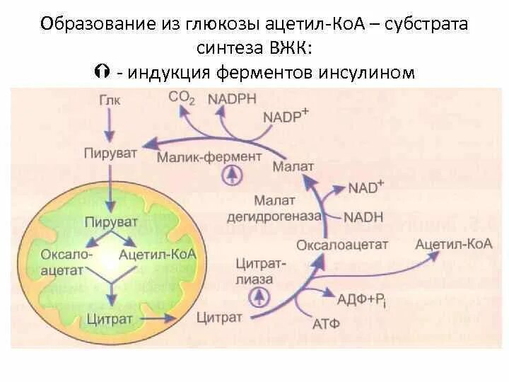 Ацетил кофермента а в клеточном дыхании. Образование ацетил коа из глюкозы реакция. челночные механизмы биохимия схемы. биохимических процесса образования ацетил-коа.. синтез вжк.