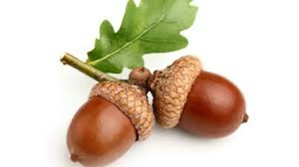 Желудь на прозрачном фоне. Плод дуба желудь. Как правильно пишется желудь или жолудь. Желуди фон. Желудь крупным планом.