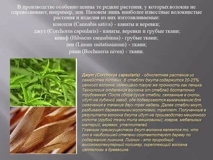 Какие растения можно использовать для получения волокон