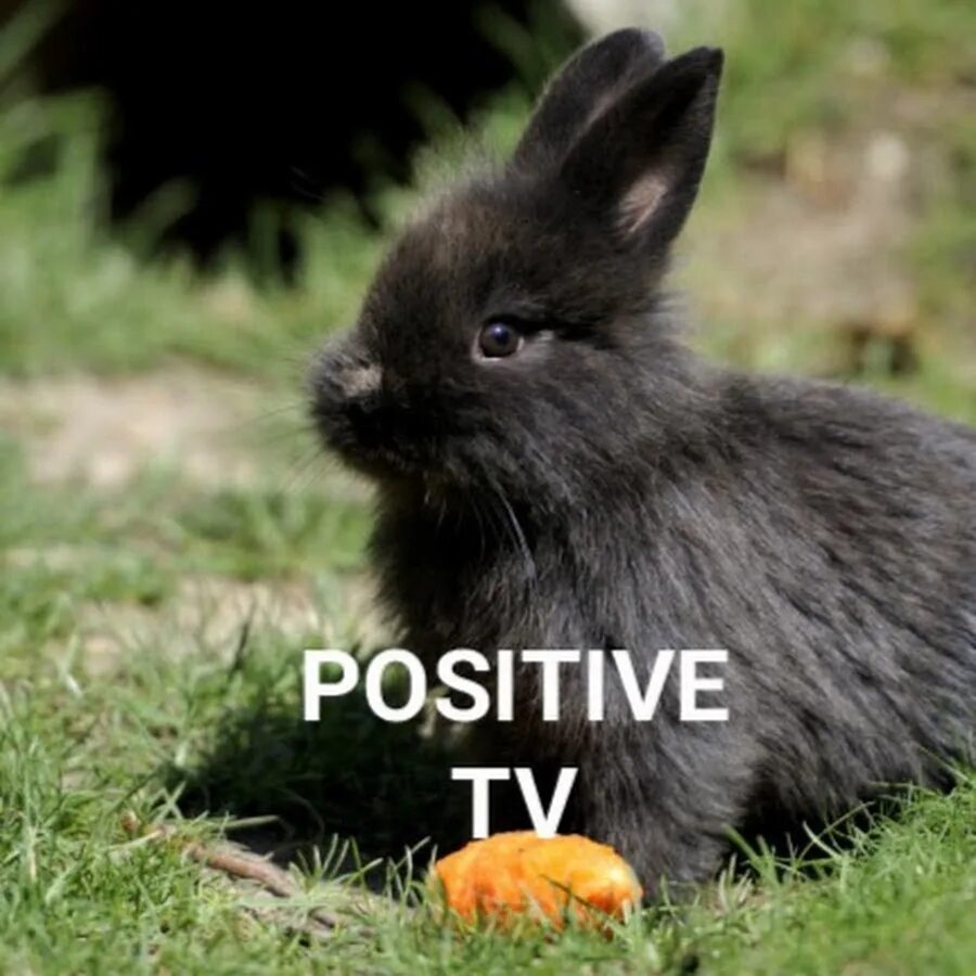 Черный кролик на английском. Карликовый кролик черный. Черный декоративный кролик. Черный заяц. Маленький черный кролик.
