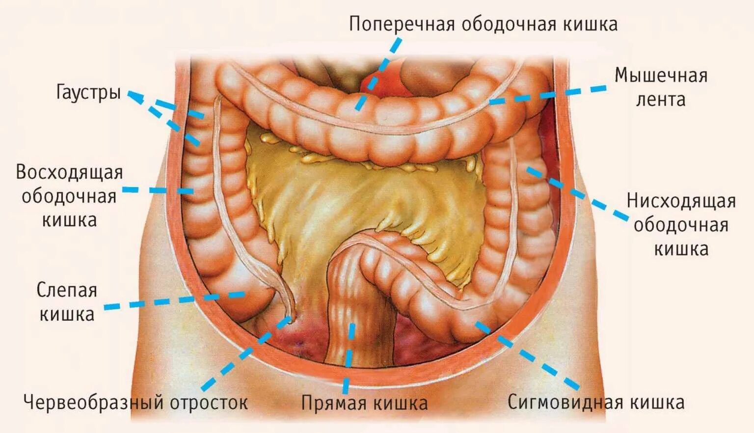 Просвет сигмовидной кишки. Отделы поперечно-ободочной кишки. ободочная кишка это толстый кишечник. слепая кишка поперечно-ободочная. слепая и ободочная кишка анатомия.