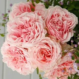 Роза чайно-гибридная Amorosa (Амороза) 890 руб. AGRO44714